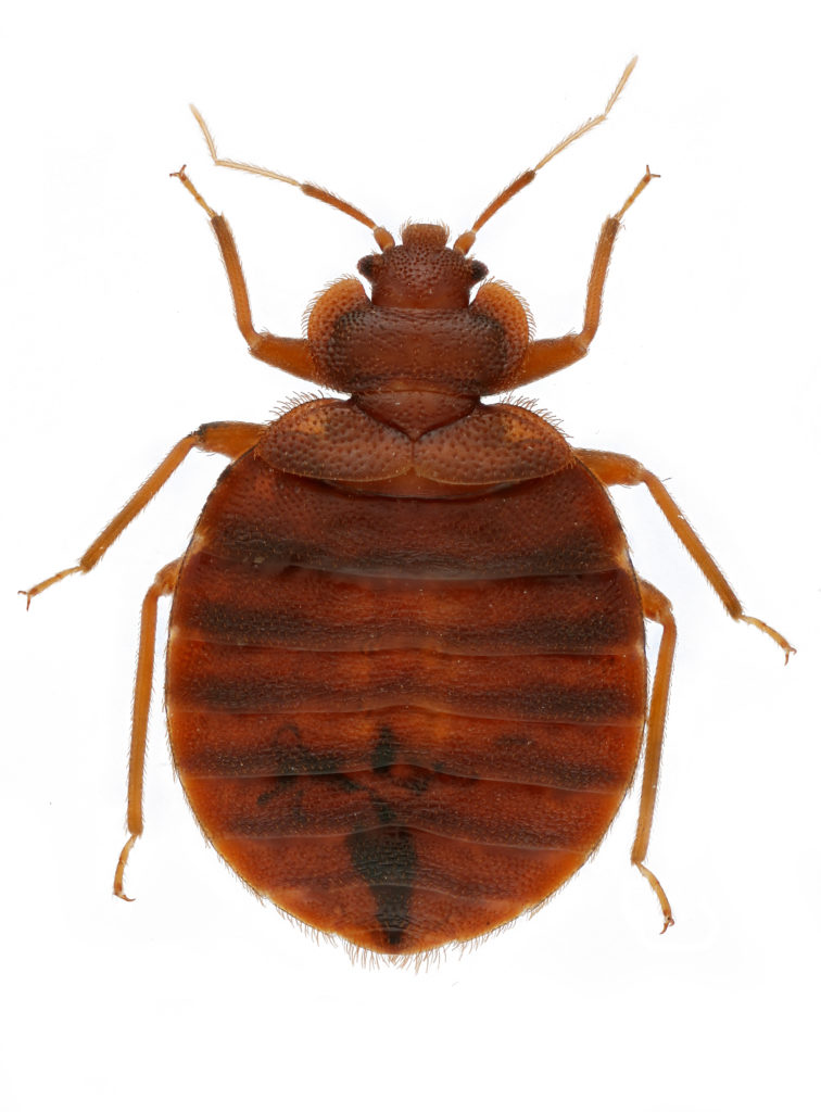 Live bedbugs – Cimex Store