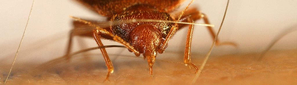 Insects for Research