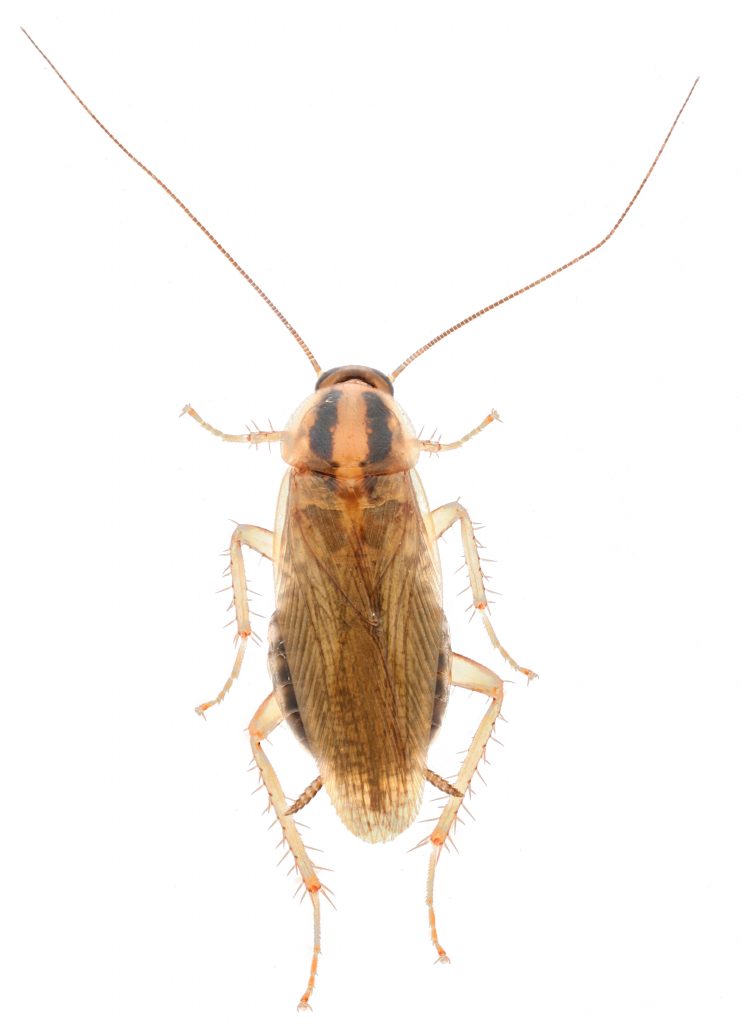 German Cockroaches (Blattella germanica) – Cimex Store