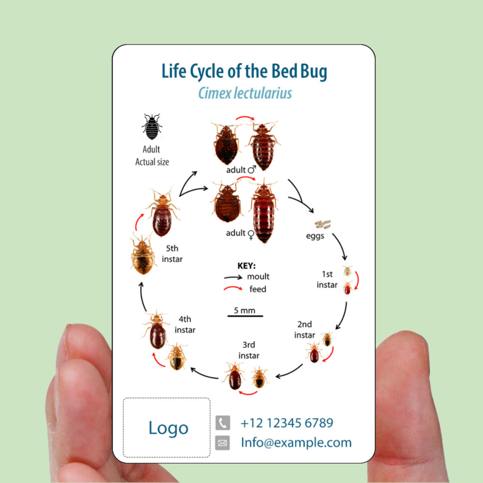 Bed Bug Identification Card – Cimex Store
