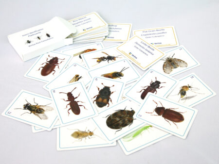 Insect Identification Flashcards