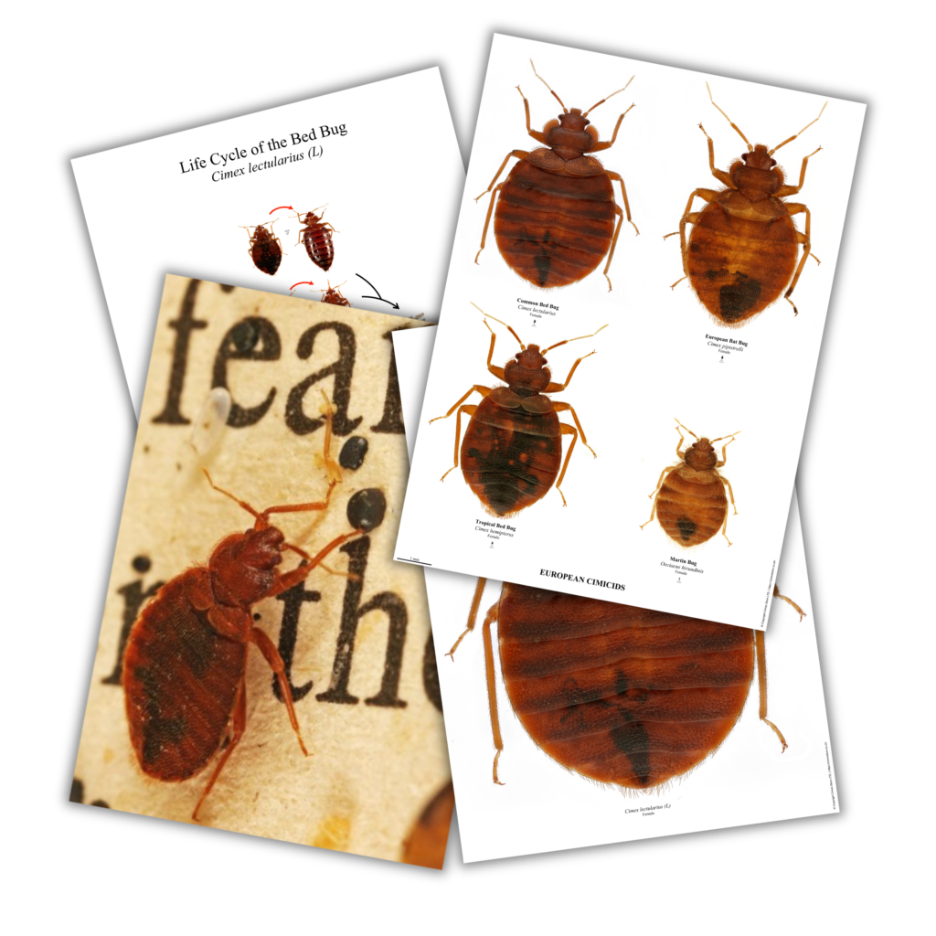 Bed Bug Posters