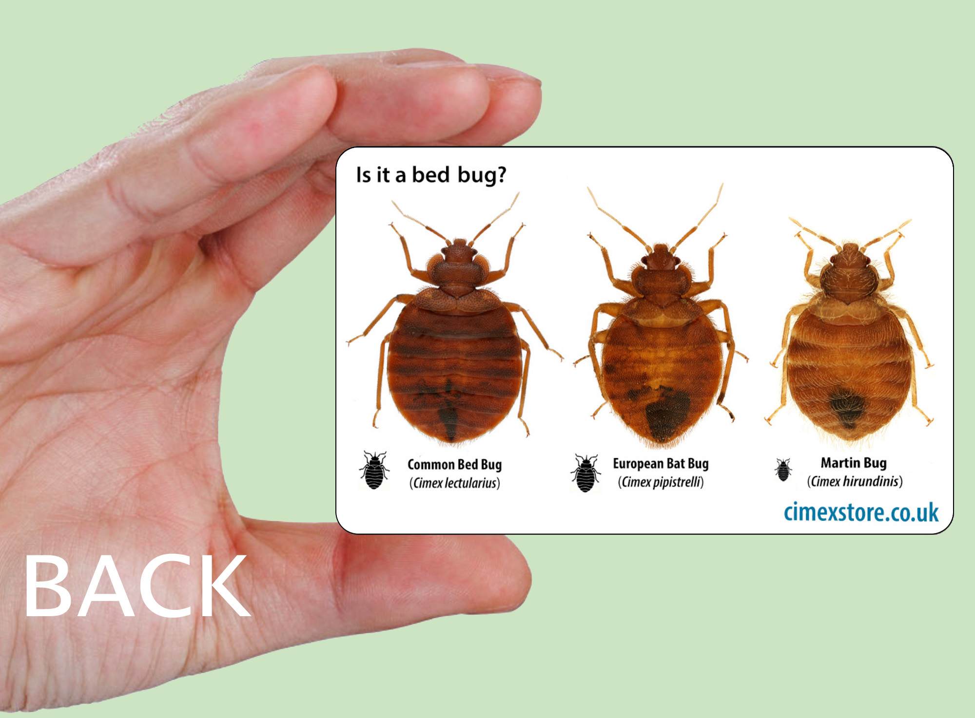 Bed Bug Identification Card - Image 3