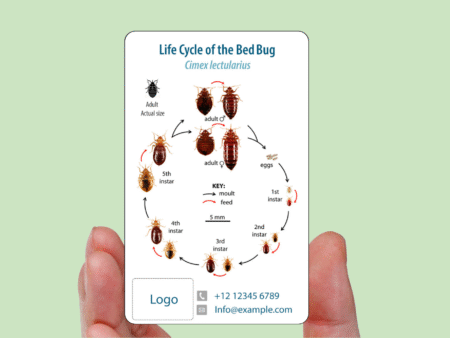 Bed Bug Identification Card