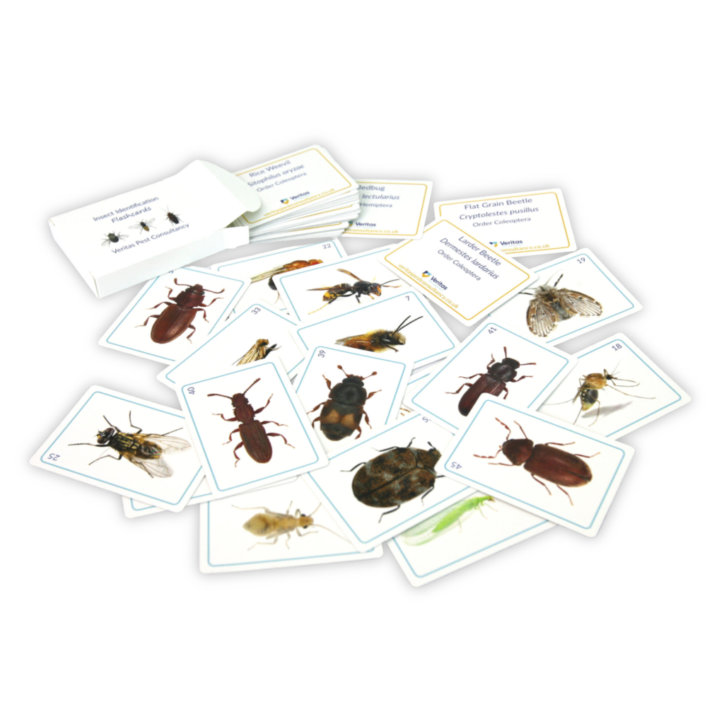 Insect Identification Flashcards