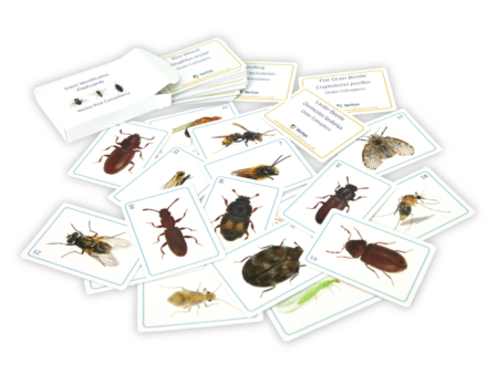 Insect Identification Flashcards